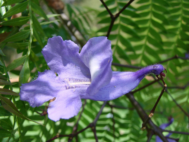Jacarandá Jacarandá