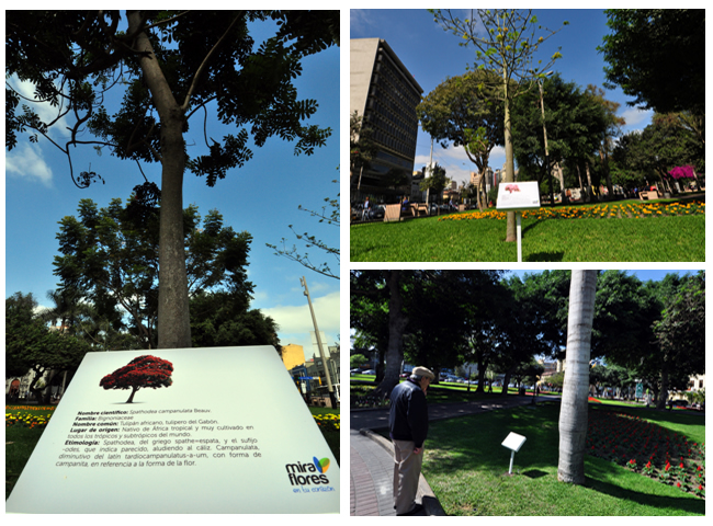Carteles colocados en diferentes parques indicando nombre científico y nombre común de las especies plantadas. Carteles colocados en diferentes parques indicando nombre científico y nombre común de las especies plantadas.