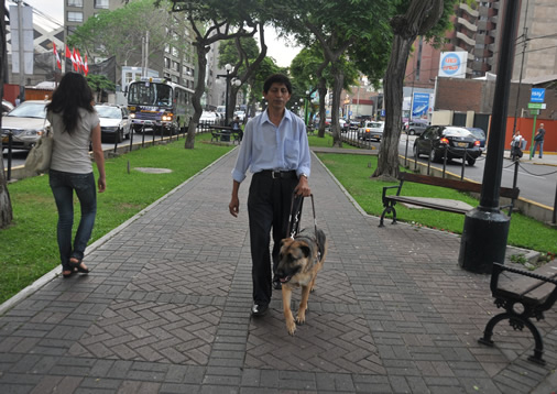 En Miraflores ya se implementó el uso de perros guías. En Miraflores ya se implementó el uso de perros guías.