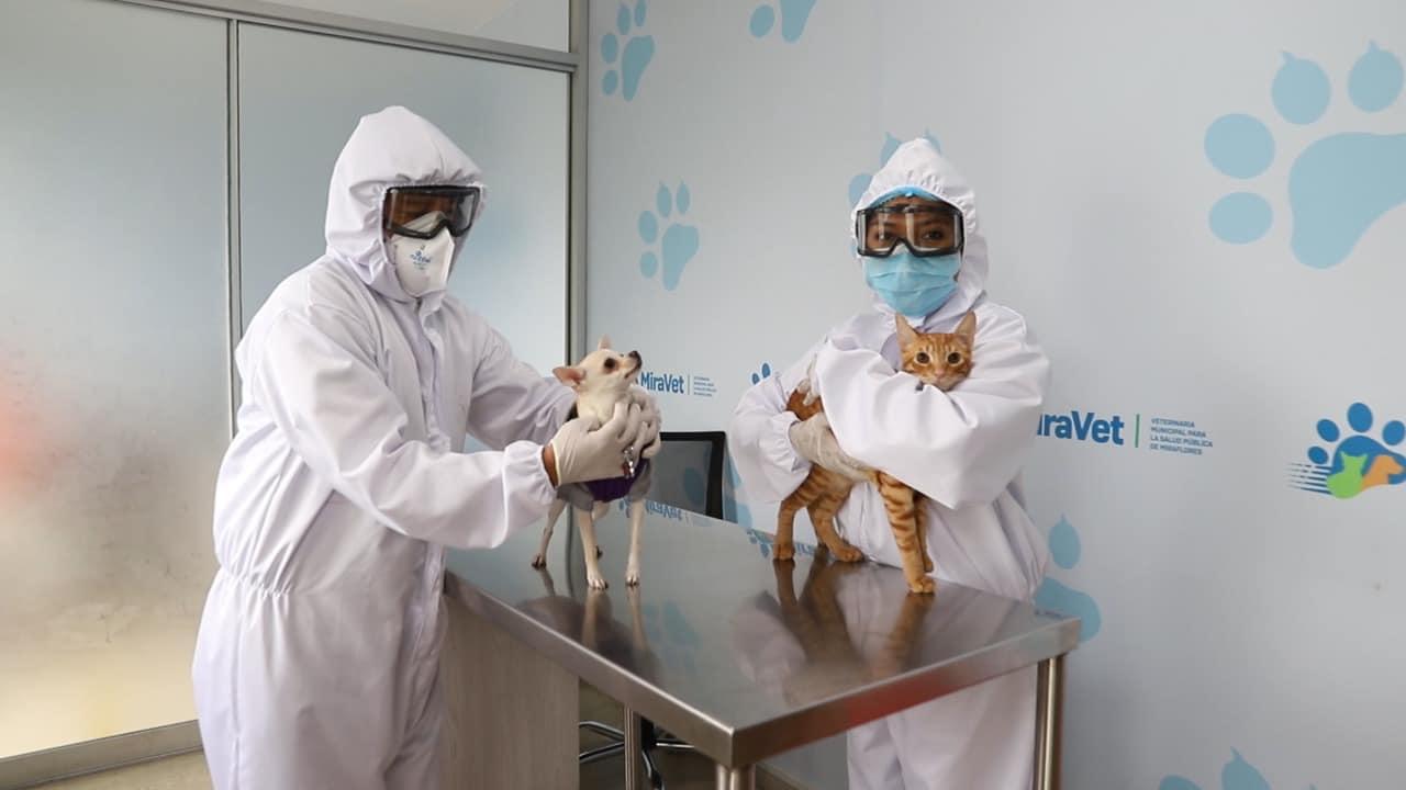 Veterinaria Municipal de Miraflores MiraVet reinicia atención a mascotas de nuestros vecinos ...