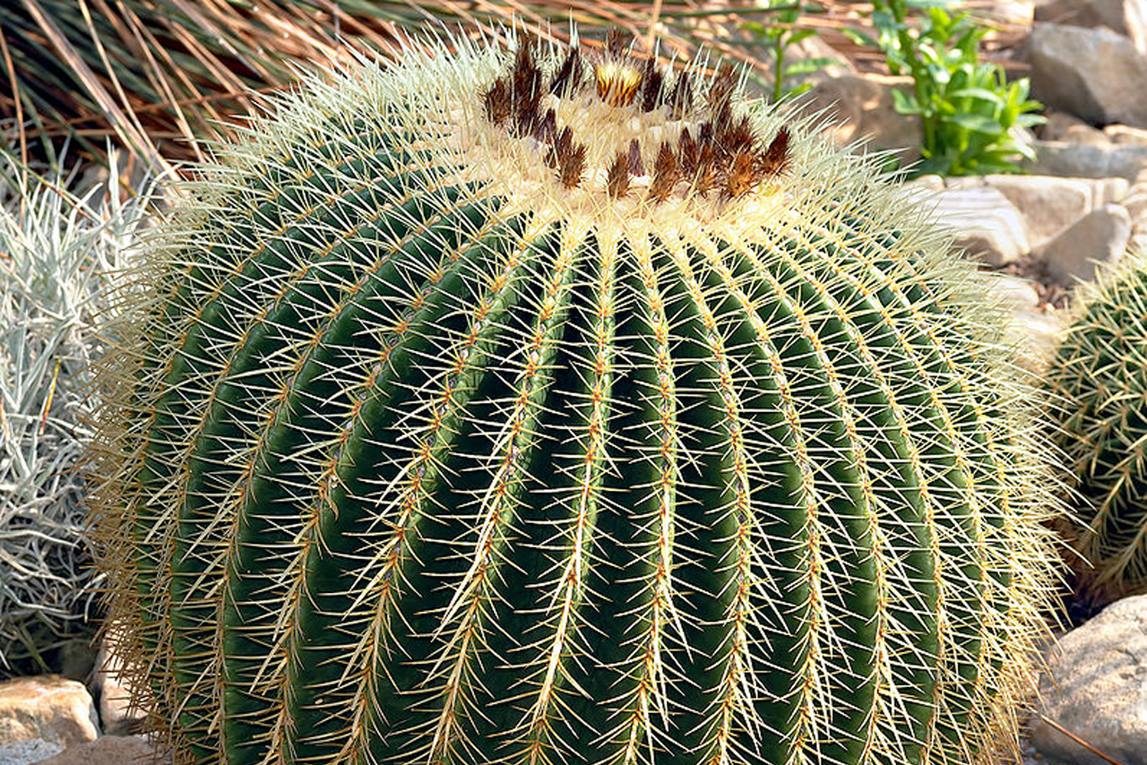 Asiento de suegra Municipalidad Distrital de MirafloresMunicipalidad Distrital de Miraflores Asiento de suegra Municipalidad Distrital de MirafloresMunicipalidad Distrital de Miraflores