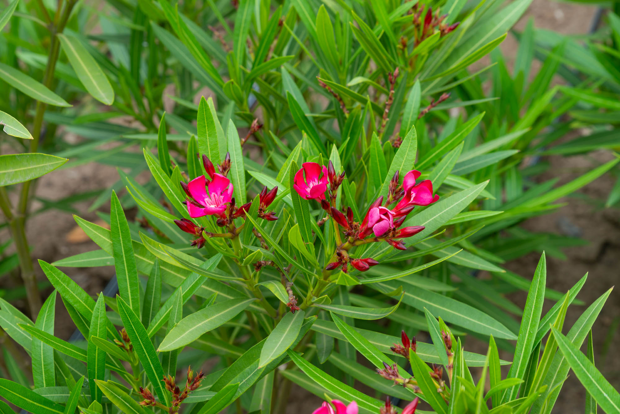 Laurel Municipalidad Distrital de MirafloresMunicipalidad Distrital