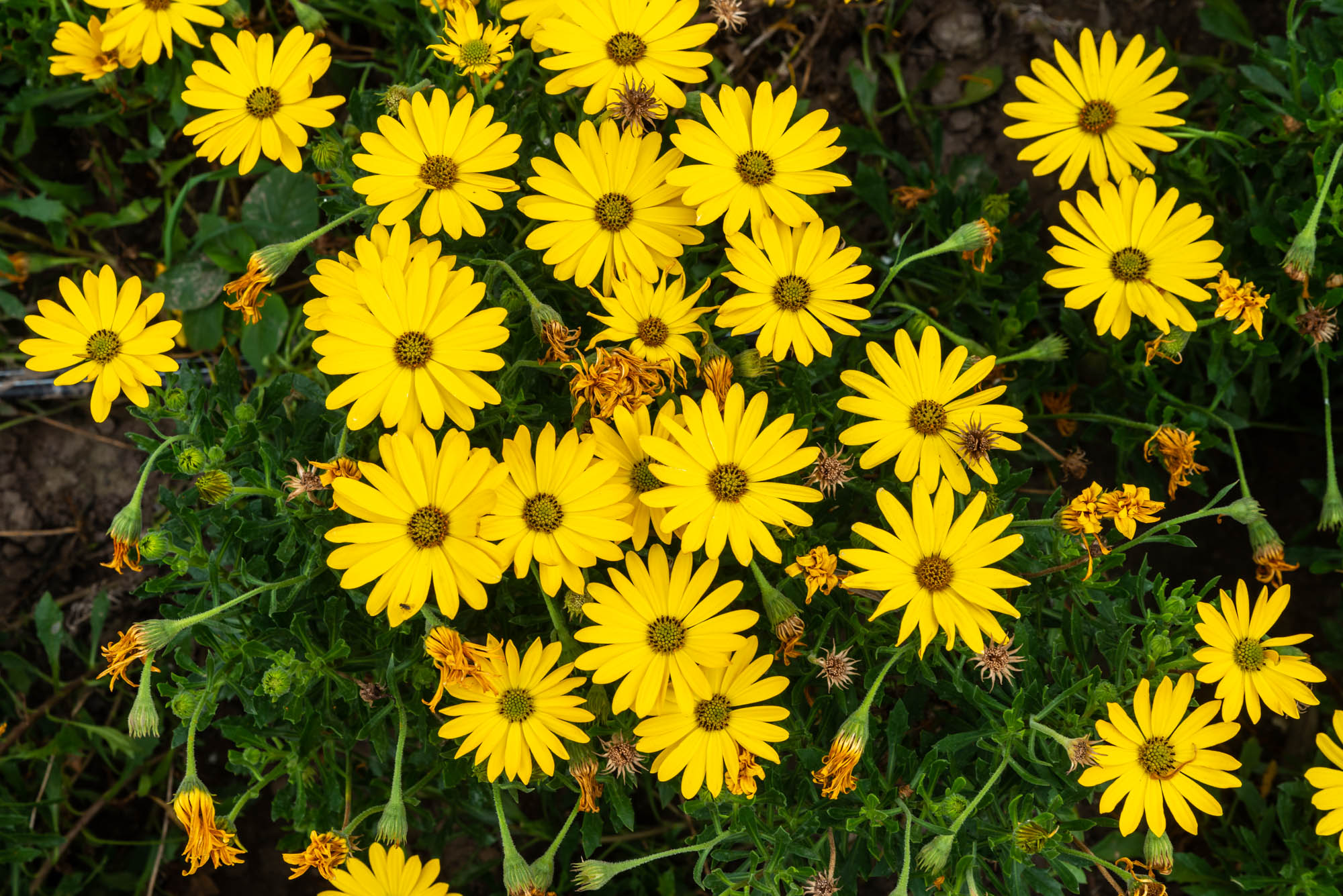 Margarita Municipalidad Distrital de MirafloresMunicipalidad