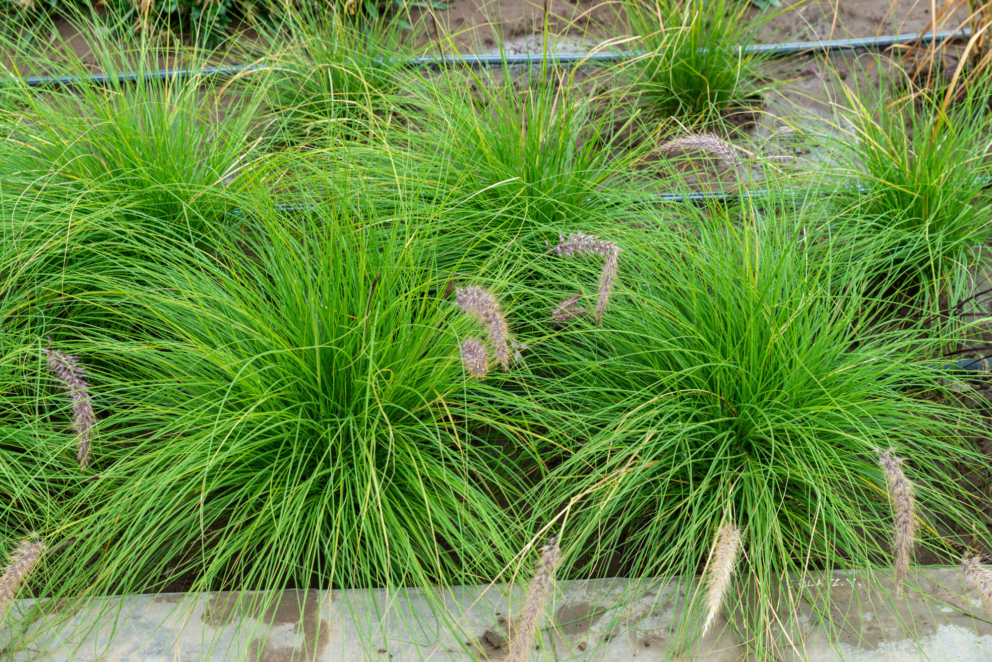 Cola de zorro verde - Municipalidad Distrital de