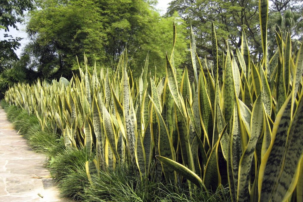 Lengua de Suegra – Plantas del Tambo