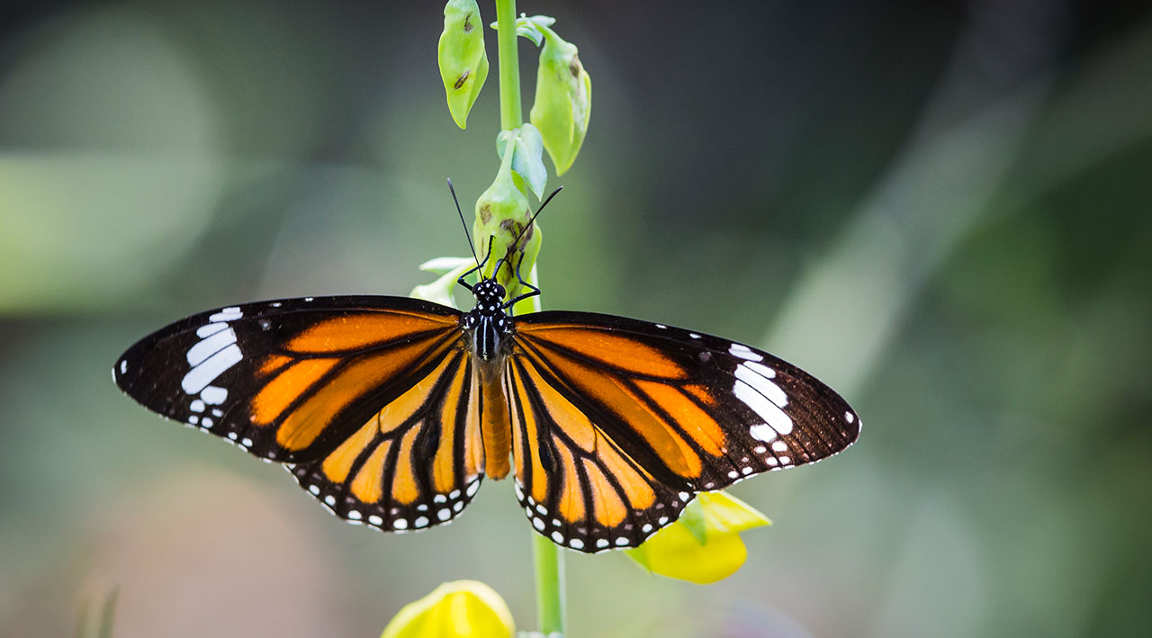 Mariposa Monarca