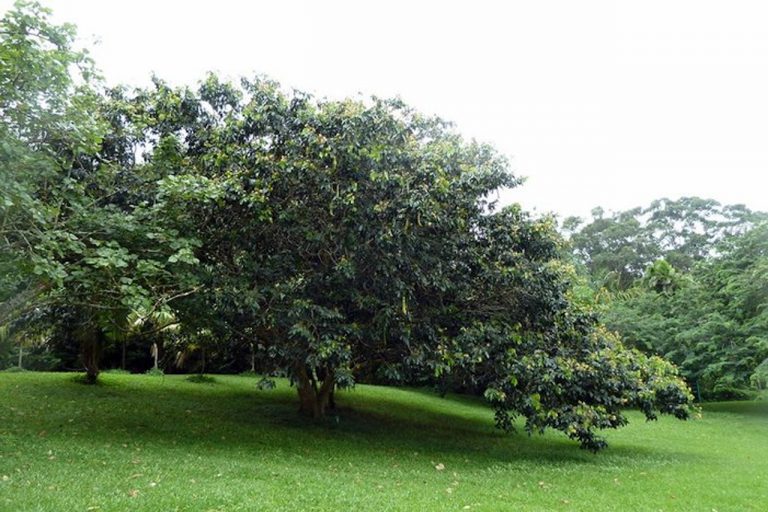 Pacae - Municipalidad Distrital de MirafloresMunicipalidad Distrital de ...