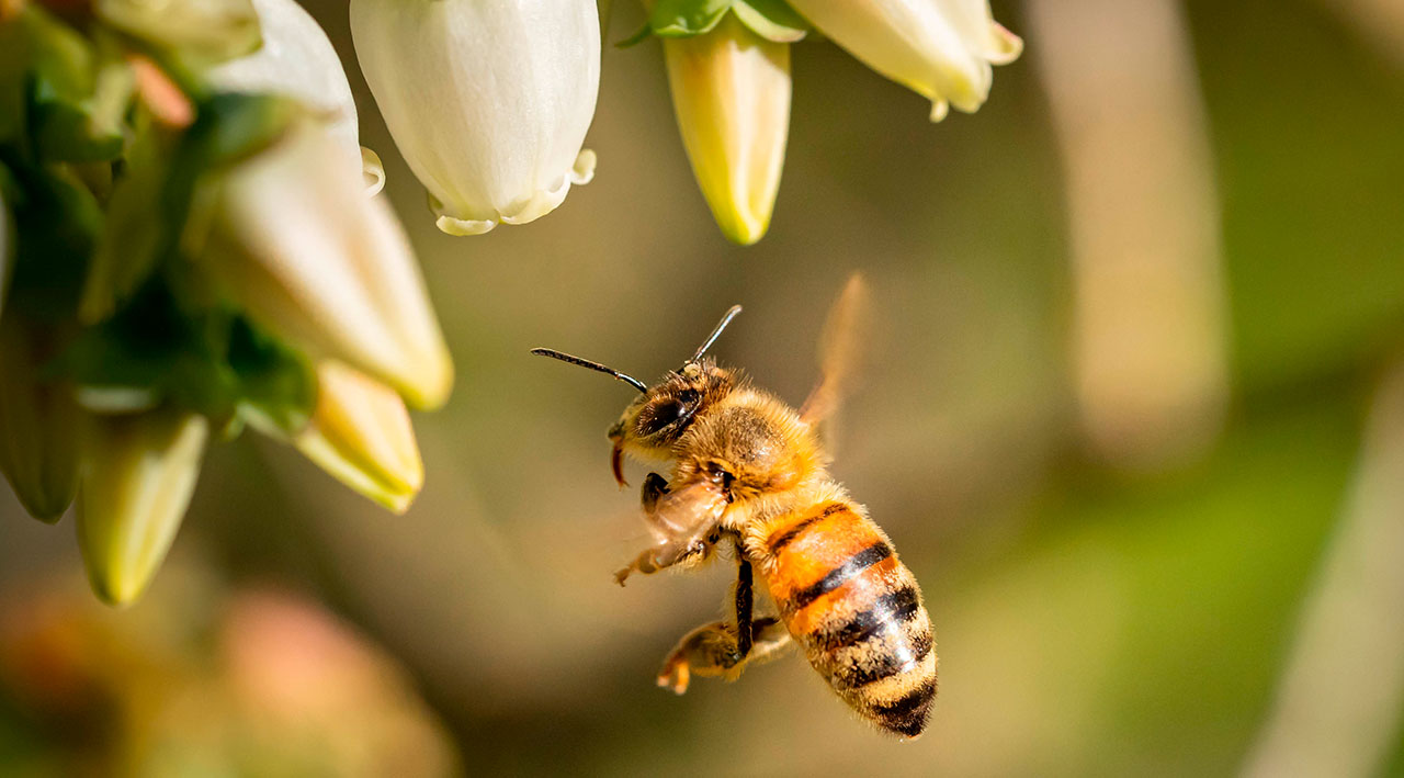 closeup-shot-bee-flying-pollinate-white-flowers