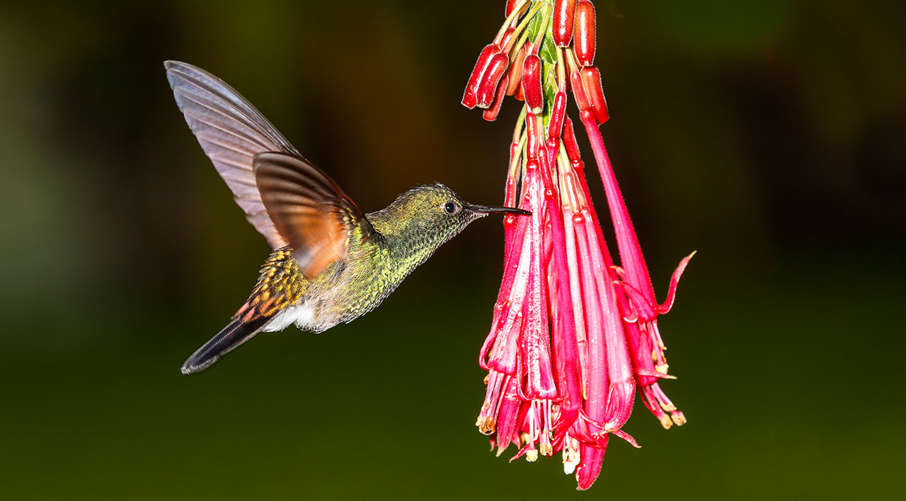 male-stripe-tailed-hummingbird-eupherusa-eximia