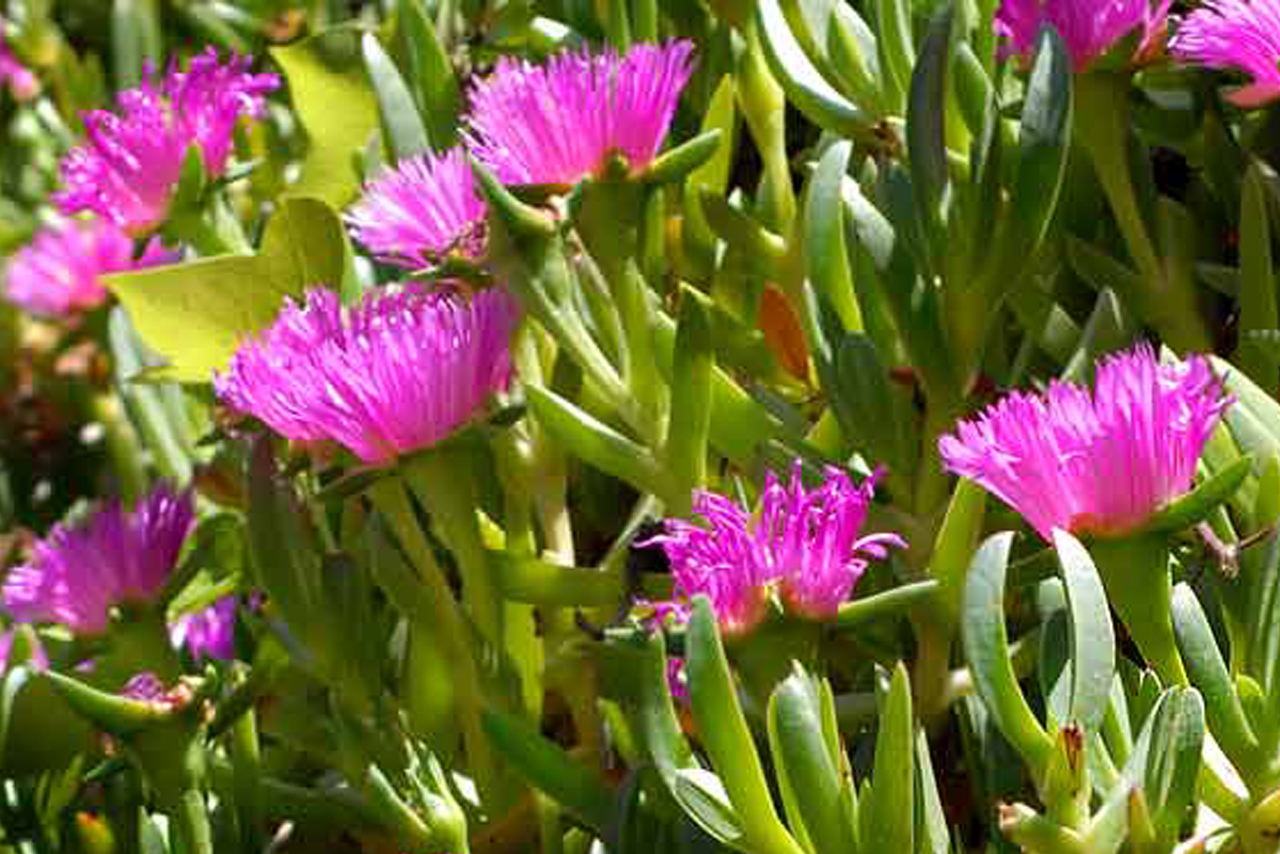 Clavel chino fucsia Municipalidad Distrital de