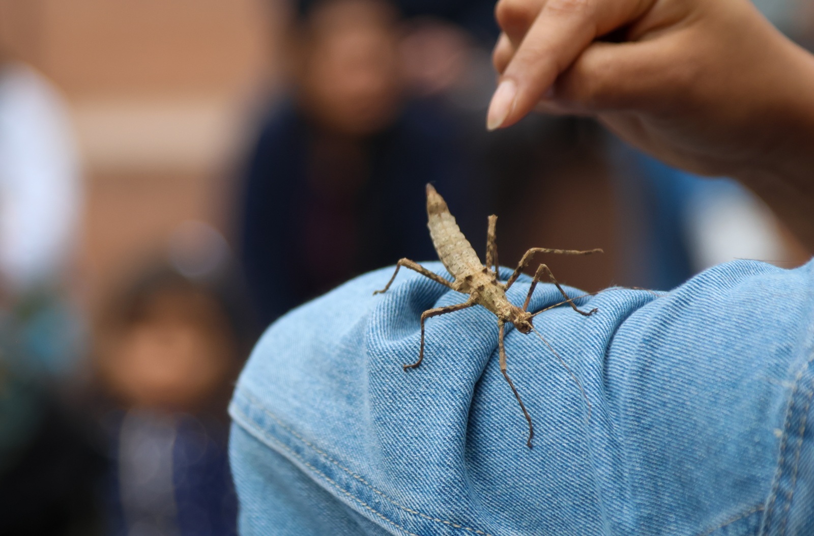 Niños y adultos disfrutaron de la segunda edición de “Insecto Aventuras ...