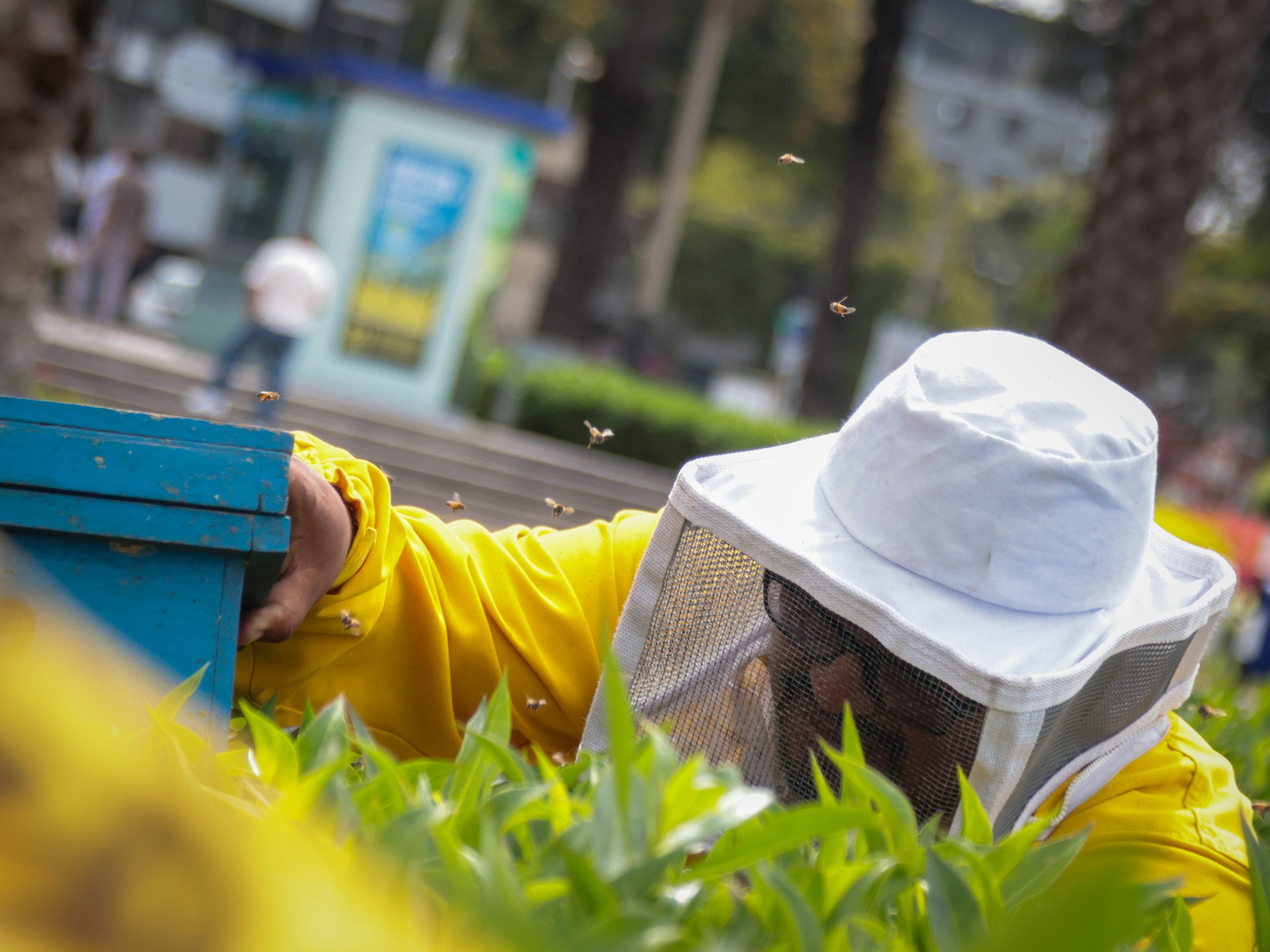 abejas salazar 3.jpg